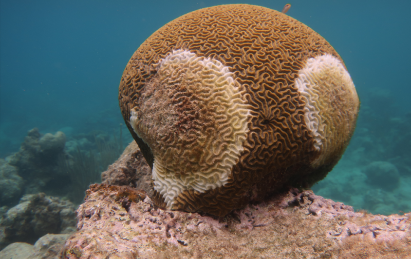 Stony coral tissue loss disease (SCTLD) An integrative study for the