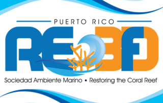 Restoring the three-dimensional structure of hurricane-impacted coral reefs in Puerto Rico