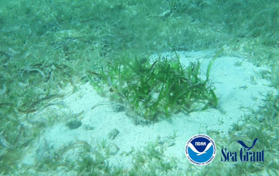 Are human impacts, alien seagrasses and environmental changes compromising the viability of Caribbean-native seagrass meadows